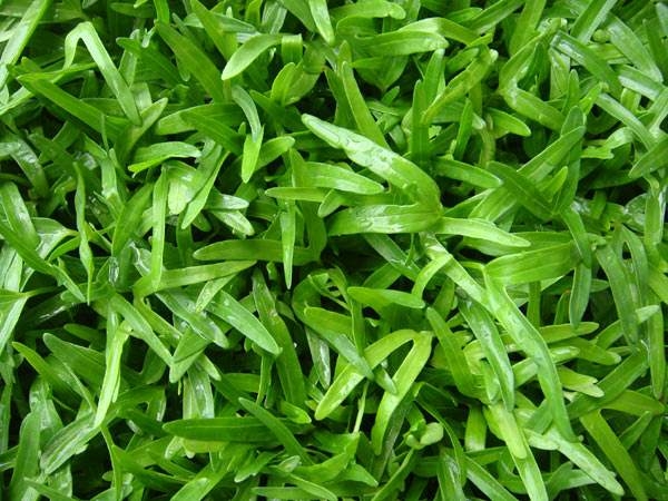 空心菜芽苗菜批發