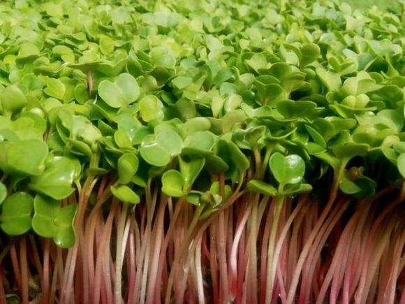 蘿卜芽苗菜批發